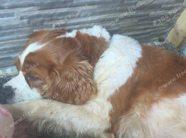 4 stunning cava poopuppies