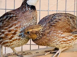 Bobwhite Quail for sale