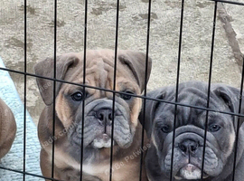 English Bulldog Puppies