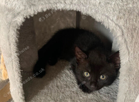11 weeks old kitten