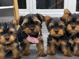 4 beautiful Yorkshire puppies