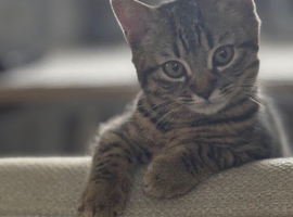 British shorthair mix