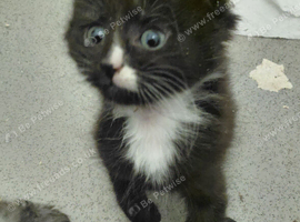 Beautiful kittens