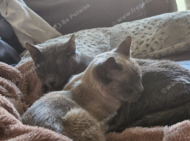 Thai x Russian blue 5yrs