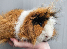 Tri swiss boar
