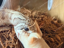 One year ax conda female