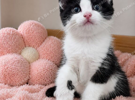 Ragdoll Cross