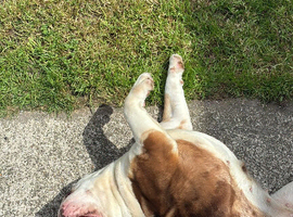 Old tyme English bulldog