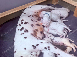 Dalmatian puppies - ready 23/10/26