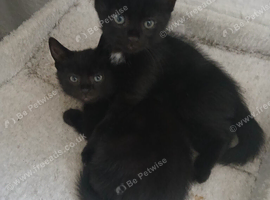 2 boy kittens