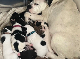 9wk old male ready to go!