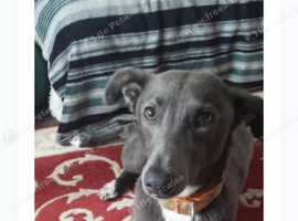 6 month old female lurcher puppy