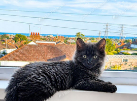 Stunning 4 Month Old Long Haired Male Kitten