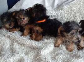 5 beautiful Chorkie pups looking for a forever lovely home 4 girls 1 boy
