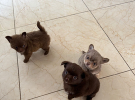 Long haired chihuahua boys