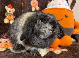 Mini lop