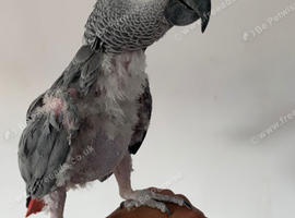 Hand tame African grey parrot