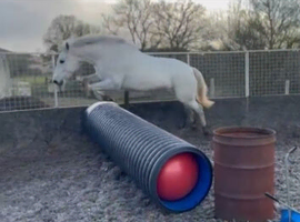 *** Connemara Gelding***