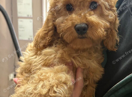 Last F1B Female Fully Vaccinated Cockapoo