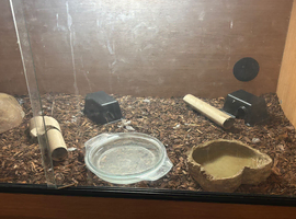6 months old female ball python with enclosure