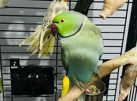 Baby Blue Ringneck parrot