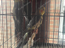 Cockateils x4