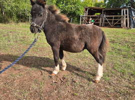 Lovley shetland foal