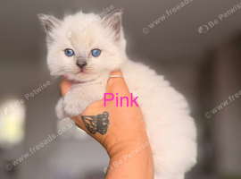 Purebred Blue Point & Blue Mitted Ragdoll