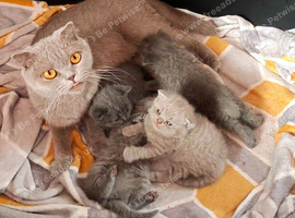 Beautiful Scottish Fold Kittens &ndash; &pound;500 Each