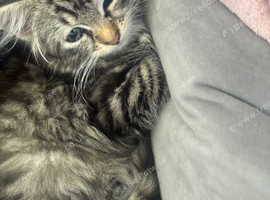 2 kittens 8weeks both for &pound;175 or each &pound;100