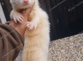 Albino jill