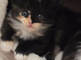 Kittens looking for their new home