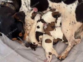 Jack Russel pups