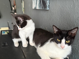 Kittens ready to go