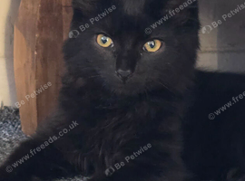 Male kitten