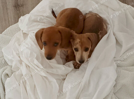 Dapple Dachshund