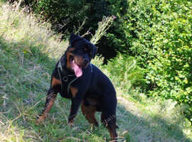 German Rottweiler For Stud!