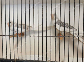 Cockatiels to breed Cin-Pl-Albino for sale