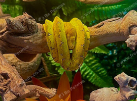 Green tree python
