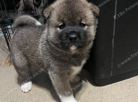 American Akita