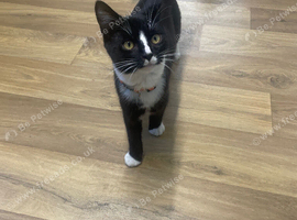 6 month old male tuxedo