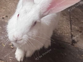 White red eyes male