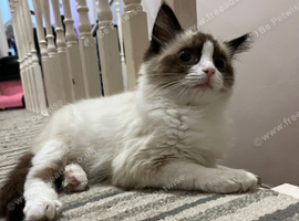 1 last boy ragdoll