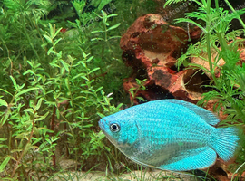 Dwarfs gourami