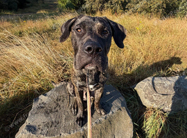 Walkies and whiskers