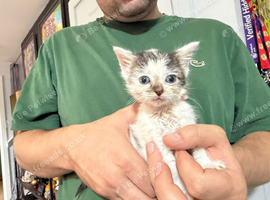 2 female American shorthair