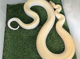 Rare Ivory Albino  blizzard Burmese