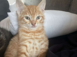 Kittens