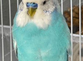 Male budgie