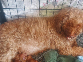 Cockapoo puppys